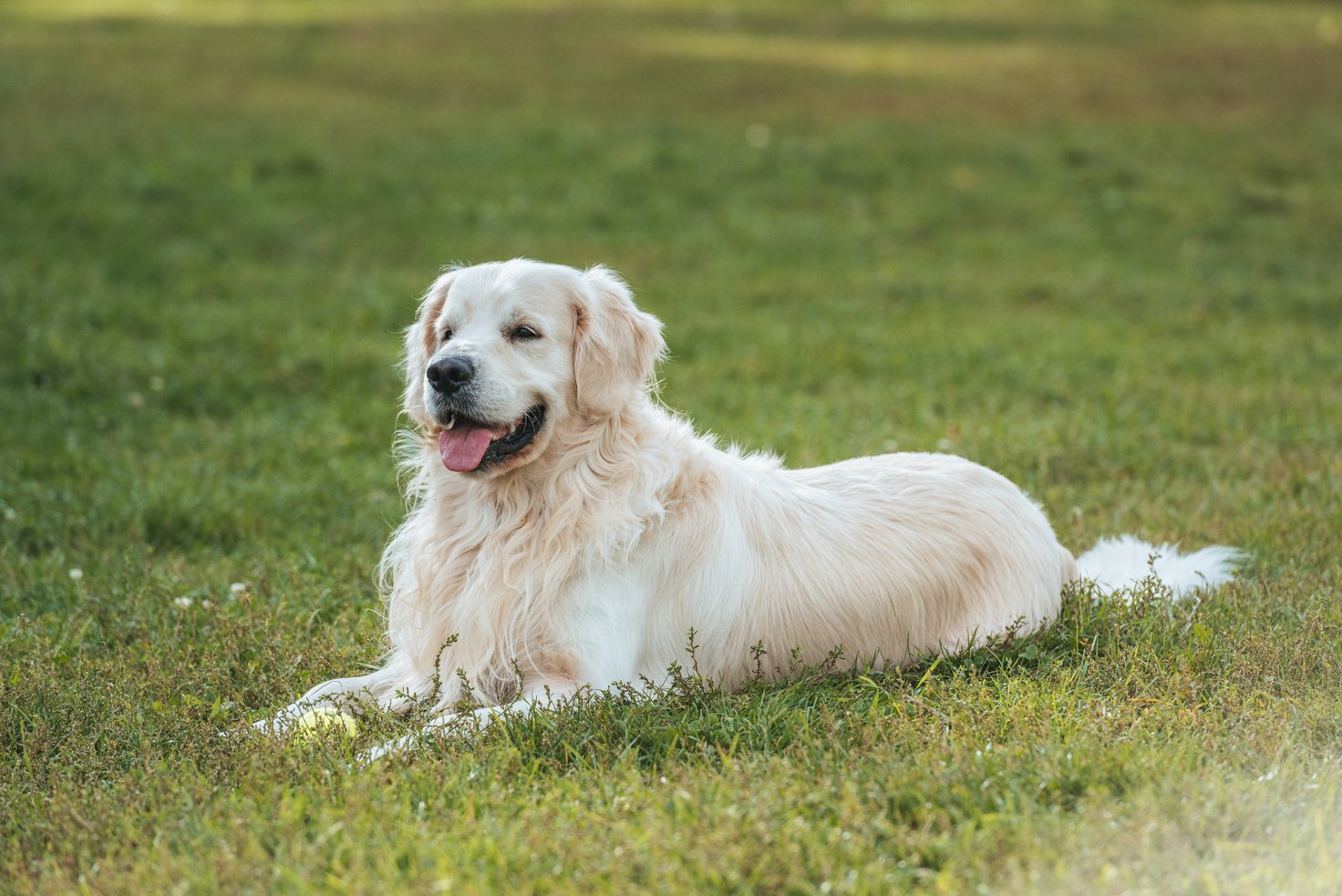 cute funny golden retriever dog lying with tongue out on grass in park